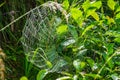 Closep of cobweb on fresh green grass in Haute-Savoie in France