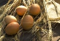 Closep of fresh eggs, ripe wheat stems and sackcloth on the wooden background.Natural light