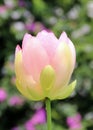 Closep of lotus Nelumbo nucifera bud in advanced stage of bloom Royalty Free Stock Photo