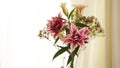 Closep-up image of a pink fresh lily blooming in summer. Blurred background