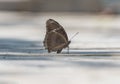 Butterfly resting on ground Royalty Free Stock Photo
