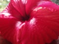 This is a closer detail of a red hibiscus flower taken on November 27, 2022 in Indonesia.