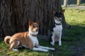 Closer front side view of a two tone and tri color basenji sitting and lying on a grass area in meppen emsland germany