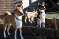 Closer front and side view of a two tone and tri color basenji sitting and standing on stairs and the puppy escape in meppen emsla