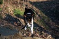 Closer front view of a tri color basenji on a forest ground in meppen emsland germany