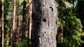 Closer image of the tree trunk that has a hole