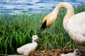 A closer look at an adult Trumpeter swan with cygnets in their nest at a pond. Royalty Free Stock Photo