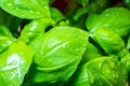 Closer look at basil leaves, freshened with water Royalty Free Stock Photo