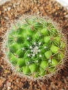 Closer look of cactus Royalty Free Stock Photo