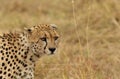 Closer look of Cheetah,  Masai Mara Grassland Royalty Free Stock Photo