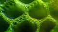 A closer look at a chloroplast the green pigmentfilled organelle found in plants that helps with photosynthesis. . Royalty Free Stock Photo