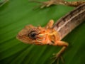 A closer look of a lizard from tropical srilanka Royalty Free Stock Photo