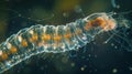 A closer look at a microscopic transparent worm revealing its and tiny beating heart as it glides through the water. . Royalty Free Stock Photo