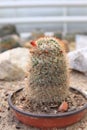 A closer look at one species of cactus with red thorns located in a landscaped area Royalty Free Stock Photo