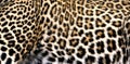 Closer look on the pattern of Leopard, Masai Mara