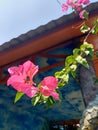 A closer look at the pink bougainville