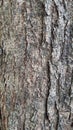 A closer look at the tree bark reveals the texture. Royalty Free Stock Photo