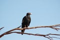 a closer look at the Wedge-tailed eagle Royalty Free Stock Photo