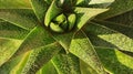 Closer look of a Spotted white and green succulent