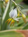 Closer photo of Dianella ensifolia