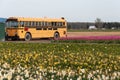 A closer shot of school bus in the middle of flower fields with violet tulips, white and yellow narcissus / daffodil flowers at Royalty Free Stock Photo