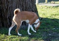 Closer side view of a two tone basenji standing on a grass area sniffing in meppen emsland germany Royalty Free Stock Photo