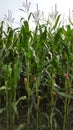 Closer view on a corn field