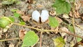 Closer view of the cotton plant