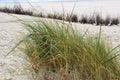 Closer view on a grass and the white sand on the northern sea island juist germany Royalty Free Stock Photo