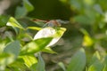 Closer View of Male Ruby Meadowhawk Dragonfly Royalty Free Stock Photo