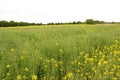 Closer view on a field with trees at the horizon and a sky above in crosswise