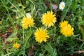 Closer view on yellow buttercups in geeste emsland germany Royalty Free Stock Photo