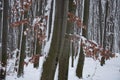 A closer winter shot of a lonely beech tree covered by snow at Holosiivskyi National Nature Park, Kyiv, Ukraine