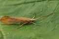 Closerup on an adult large European pale yellow colored Caddis Fly, Grammotaulius nigropunctatus