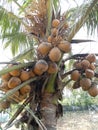 Closes up of young coconuts fruits in sunny day