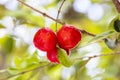 Closet in small cluster of acerola fruit