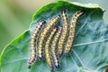 Closetr of caterpillars