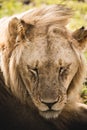 closetup portrait of a male lion, closed eyes Royalty Free Stock Photo