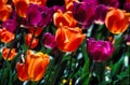 Closeu field of purple and orange tulips. Royalty Free Stock Photo