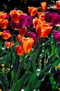 Closeu field of purple and orange tulips.