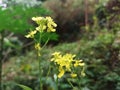 closeu view of Sinapis arvensis orthe charlock mustard, field mustard, wild mustard, flower