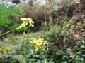closeu view of Sinapis arvensis orthe charlock mustard, field mustard, wild mustard, flower