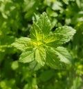 Closeuo of lemon balm plant on a bright day. Common balm plant.