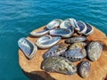 Closeup with abalone shell clean and shine ready to make jewelry. Royalty Free Stock Photo