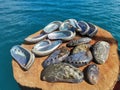 Closeup with abalone shell clean and shine ready to make jewelry. Royalty Free Stock Photo