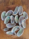 Closeup with abalone shell clean and shine ready to make jewelry.