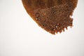 Closeup abandoned beehive isolated on the white background