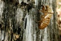 Abandoned Exoskeletons Cicada Orni Insect Sits On Tree