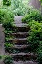 Abandoned old steps go through woods