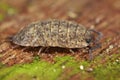 Closeup on abnormal white colored common rough woudlouse, Porcellio scaber sitting on a piece of wood